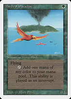 Birds of Paradise