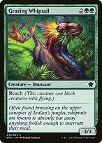 Grazing Whiptail