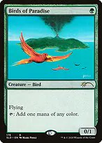 Birds of Paradise