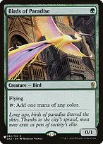 Birds of Paradise