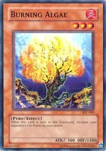 Burning Algae