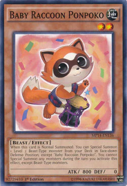 Baby Raccoon Ponpoko